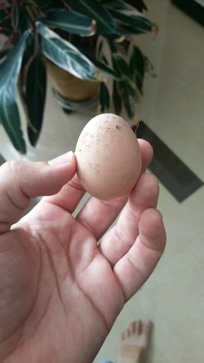 KrolOkon - Pierwsze jajko od zielononóżki ʕ•ᴥ•ʔ Jakie combo dziś ( ͡° ͜ʖ ͡°)
#jajko ...