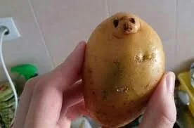 W.....a - @PyraPrzeznaczenia: Special Seal of Potato for you ( ͡° ͜ʖ ͡°)
