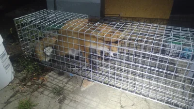 Piter93 - Grozi coś za zatłuczenie lisa młotkiem?
Zdjęcie nie moje, żeby nie było......