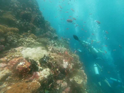 Obruni - #nurkowanie #obruninurkuje #filipiny #diving Verde Island, Mindoro