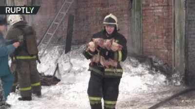 F.....x - #gif #zwierzaczki #smiesznypiesek #pomoc Rosyjski strażak w akcji .