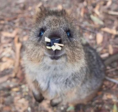 aloszkaniechbedzie - #quokkanadzis #quokkanawczoraj #quokka #zwierzaczki