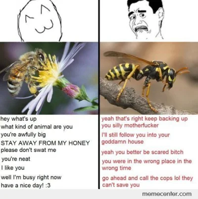 Budo - Obowiązkowe memy z pszczołami nadchodzą :)