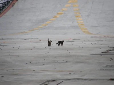 CanisLupusLupus - Tomcats on board the Kuznetsov.



#lotnictwo #humorinteligentny