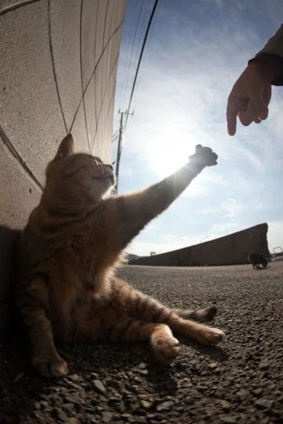 I.....z - "Stworzenie Internetu" Autor nieznany

#heheszki #koty #reddit