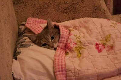 sielkunczik - Pan kotek był chory i leżał w łóżeczku 
#gownowpis