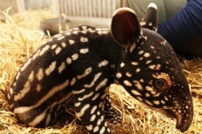 antipathia - #smiesznypiesek #tapir

mały tapirek