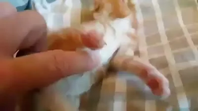 Koleandra - Głaskaj mini-kotka