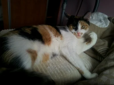 motylkowa - Ten kotek niezmiennie mnie rozbawia:R Te jej minki;) #pokalole #pokakota