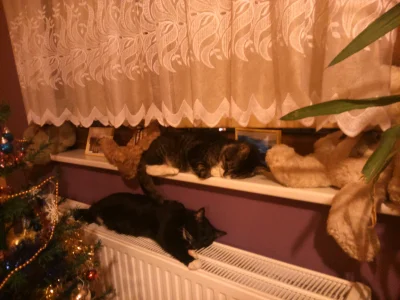 Ilovestripes - Szkoda, że już ona jedna tylko mi została. Taaakie to z nich leniwce b...