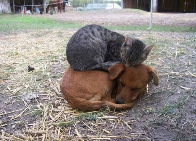 echme - to musi być miłość (｡◕‿‿◕｡)

#koty #psy #smiesznypiesek #zwierzaczki