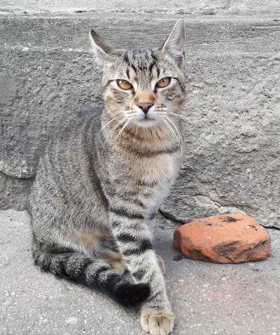 M_longer - Bonifacy zniesmaczony obecnością cegły.
#koty #pokazkota #koty #koteczkiz...