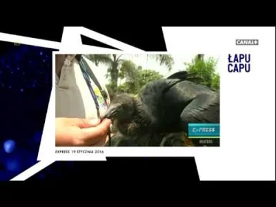 team1212 - #lapucapu #canalplus #heheszki
Łapu Capu z 21 stycznia 2016
https://w...