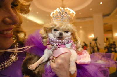 Roballo - #smiesznypiesek #przykre

http://sophiegamand.com/dog-pageant/