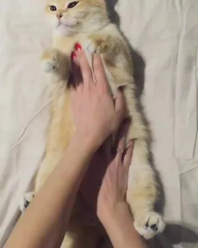 Koleandra - komu poranny masaż kotka