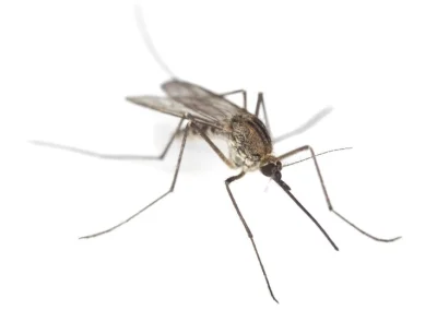 walter-pinkman - Wrzucam zdjęcie komara co akurat latał w okolicy. Wiosna idzie. Koma...