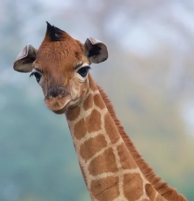 olka_2310 - W dublińskim zoo przyszła na świat żyrafa Rotschilda (to jeden z najrzads...