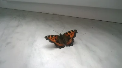 F.....5 - Mam motyla w pokoju 

#motyl #natura