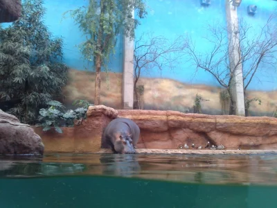 Wulfi - Moje zdjęcie hipopotama z afrykanarium z Wrocławia ( ͡° ͜ʖ ͡°)

#hipopotam ...