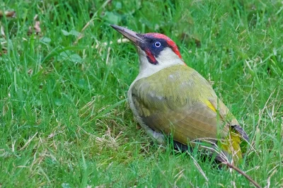 angelosodano - Dzięcioł zielony (Picus viridis)_
#vaticanouccello #ptaki #wikipedia ...