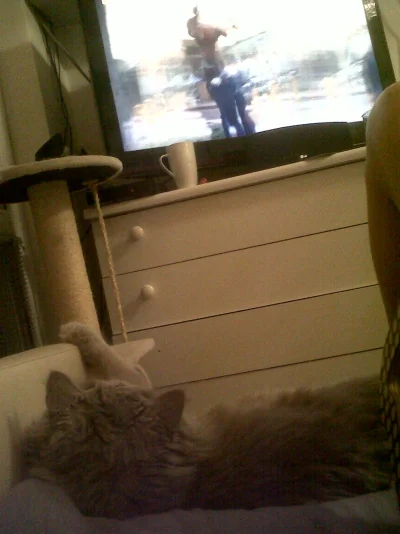Aerials - Mój kot ogląda film akcji ze Snoop Doggiem :3 



#kot #koty #snoopdogg #do...