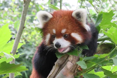Styrmir - #czerwonapanda #smiesznypiesek #zwierzaczki

Czerwone pandy wystawiają ję...