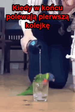 Jendrol - #heheszki #gif