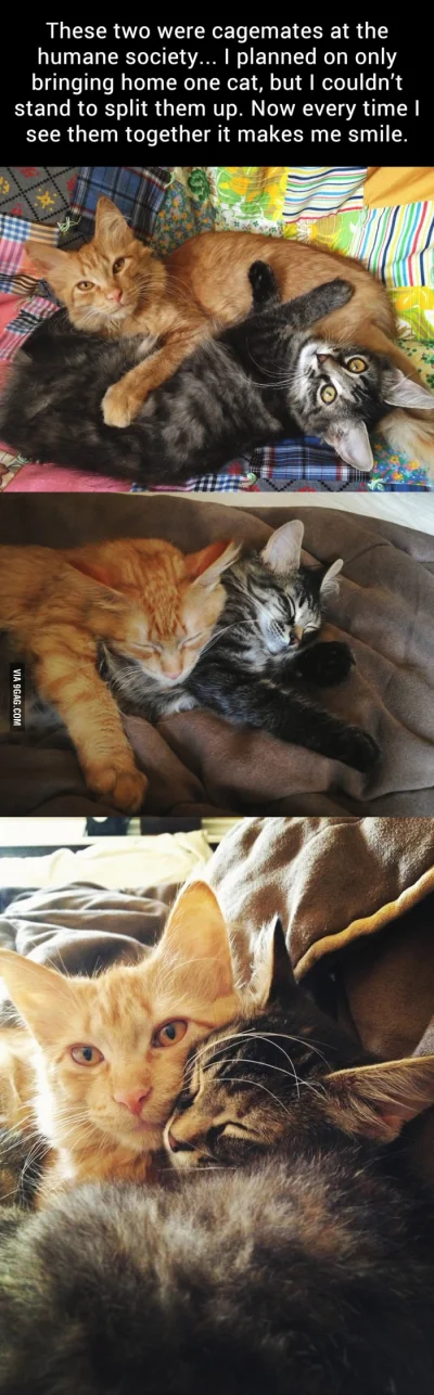 Rachel_ - #koty #zwierzaczki #9gag