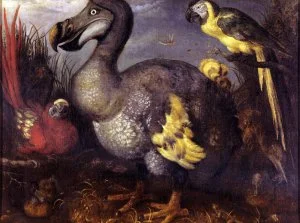 bofort - Ptak dodo czyli czemu do dziś nie zachował się żaden okaz muzealny tego ptak...