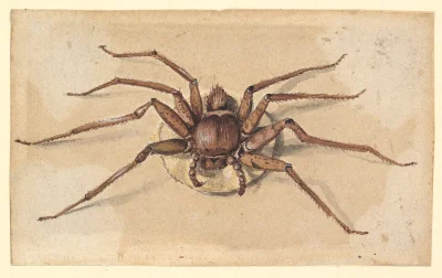 myrmekochoria - Jan Vincentsz van der Vinne "Pająk". Przełom XVII/ XVIII wieku

Muz...