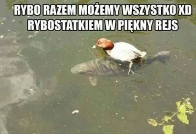 Olek_CK - kto by chciał tak popływać?
#heheszki #mem #ryba
SPOILER