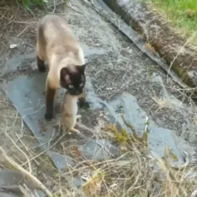 Tobol - > Czasem może się jednak zdarzyć, że ofiara tylko udawała nieżywą i skorzysta...