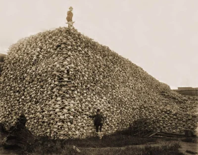 JanParowka - Mężczyzna stojący obok góry z czaszek bizonów w czasie masowej zagłady t...