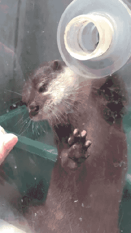 Vydra - Let me try my otter hand ʕ•ᴥ•ʔ

#wydry #dailyotter #smiesznypiesek