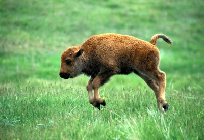 likk - ot radosny #smiesznypiesek



#zwierzaczki #bizony