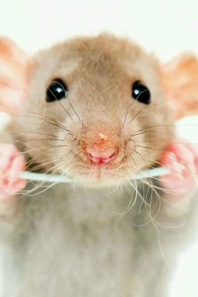 purrbea - Dzień dobry :)

#codziennyszczurek #zwierzaczki