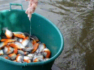 Fisher255 - #gif #piranie #rybki #redditcontent

a piranie łowie tak!