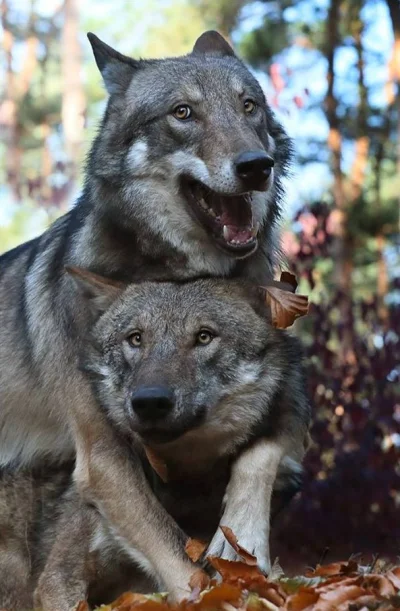 Wulfi - #wilk #smiesznypiesek #psy #zwierzaczki #zwierzeta #wulfi