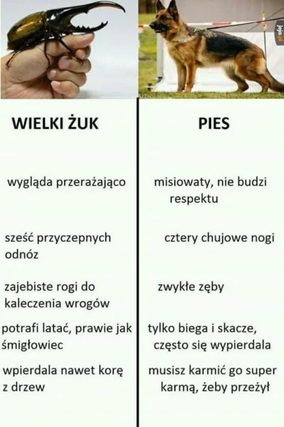 NaPewnoNieZyd - #psy #humorobrazkowy #takaprawda