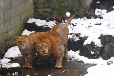 Pshemeck - Jak widać lwy w chińskim zoo nie lubią jak karmi się je śnieżkami.

#lwy #...