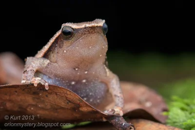 likk - zamiast powitania słów #porannaporcja Kalophrynus pleurostigmów

Kalophrynus...