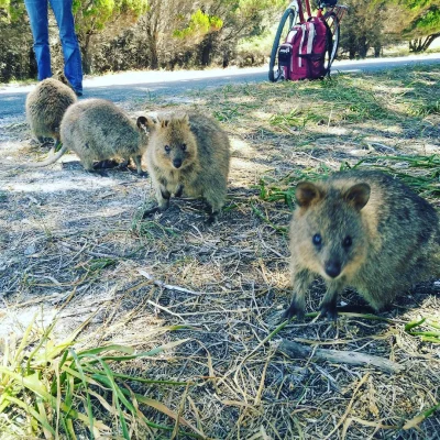 mfek00 - Od lewego odlicz
#quokka #quokkanadzis #zwierzaczki