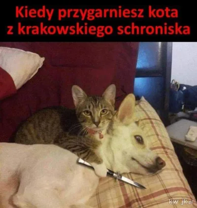 Misyl - #krakow #humorobrazkowy #koty