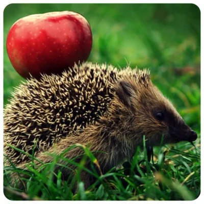 Budo - jabłek nie jedzą- ani nie noszą ich na grzbiecie
Zakop, informacja nieprawdzi...