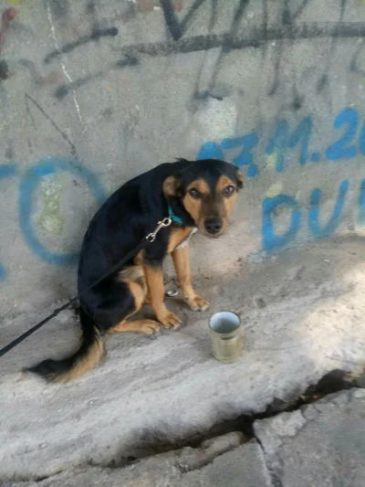 Shuhar - #pies #pokazpsa #heheszki #menel 
Wrzucajcie plusiki
Mój pies na spacerze ...