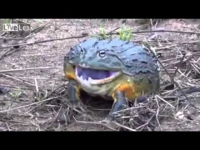 misschief - @EpicMakers Zębata żaba ᄽὁȍ ̪ őὀᄿ