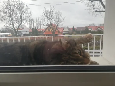 stam - Mam takie pytanie. Ostatnio zadomowil się na moim balkonie kot. Nie znam się w...