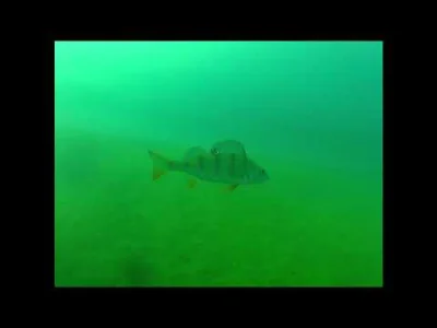 leon81 - Niedawno nurkowałem w jeziorze Tarnobrzeskim, masa ryb już od samego brzegu ...