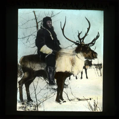 Lizus_Chytrus - > Eskimoski listonosz na reniferze, Alaska, ~1900
#vintage #starezdj...