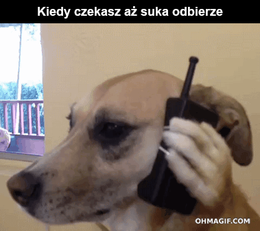 sebobik - #heheszki #humorobrazkowy #smiesznypiesek #byloaledobre #gif